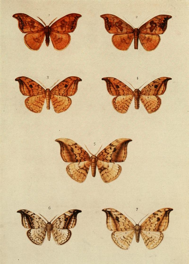 Moths of the British Isles Plate068