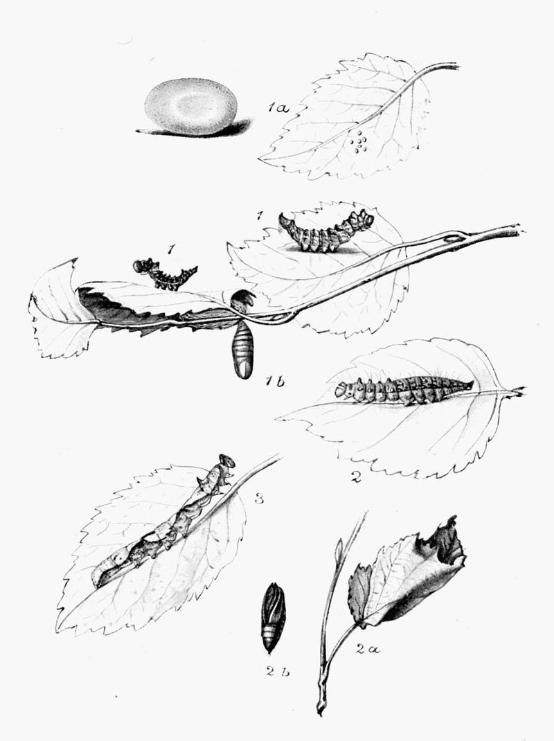 Moths of the British Isles Plate069