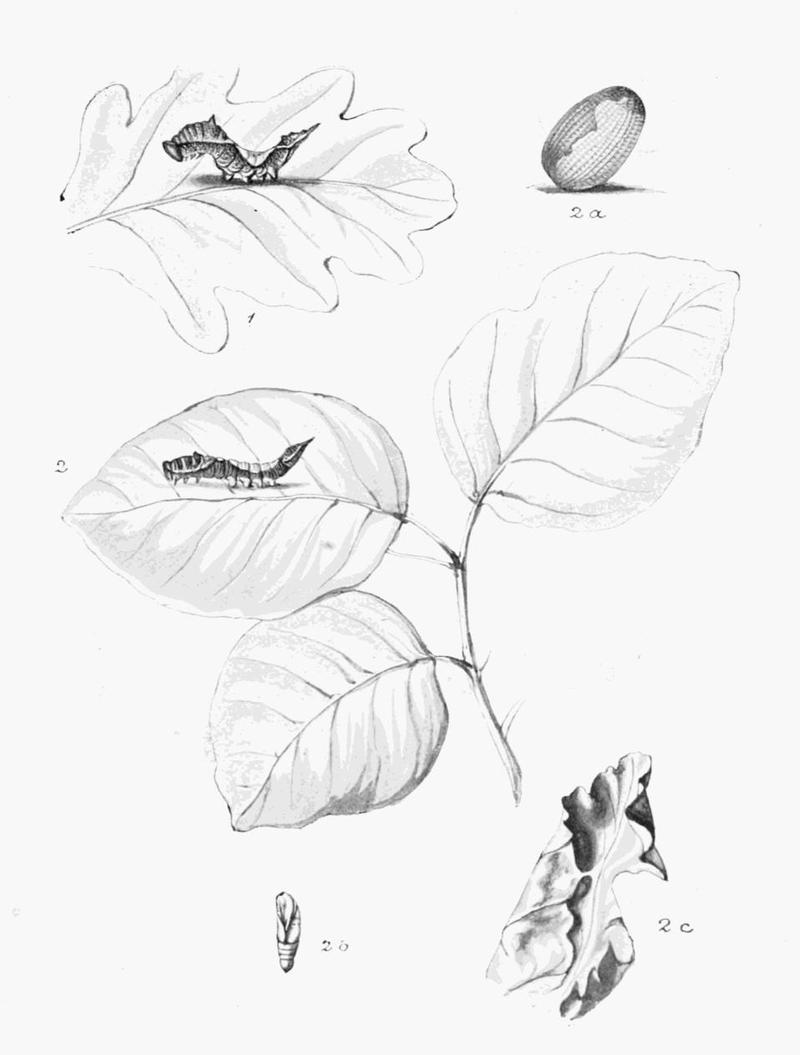 Moths of the British Isles Plate070