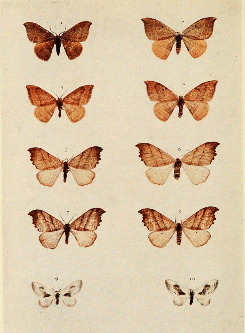 Moths of the British Isles Plate071