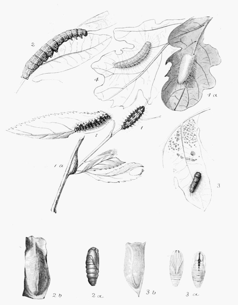 Moths of the British Isles Plate072