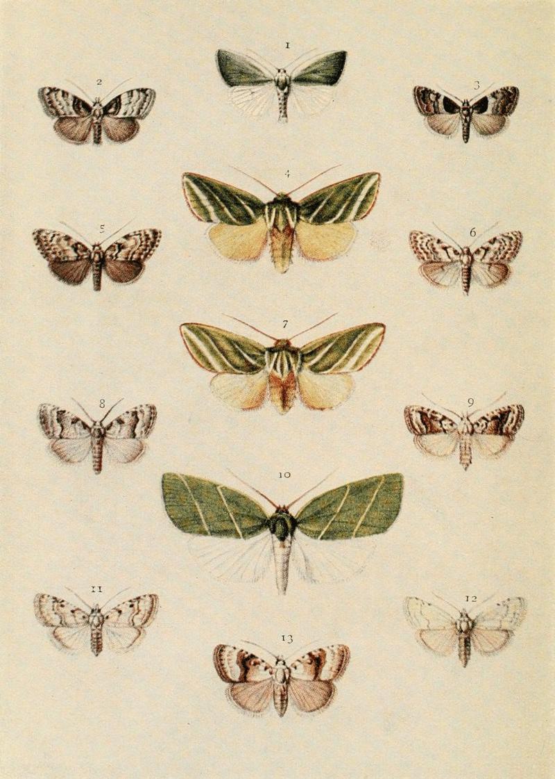 Moths of the British Isles Plate073