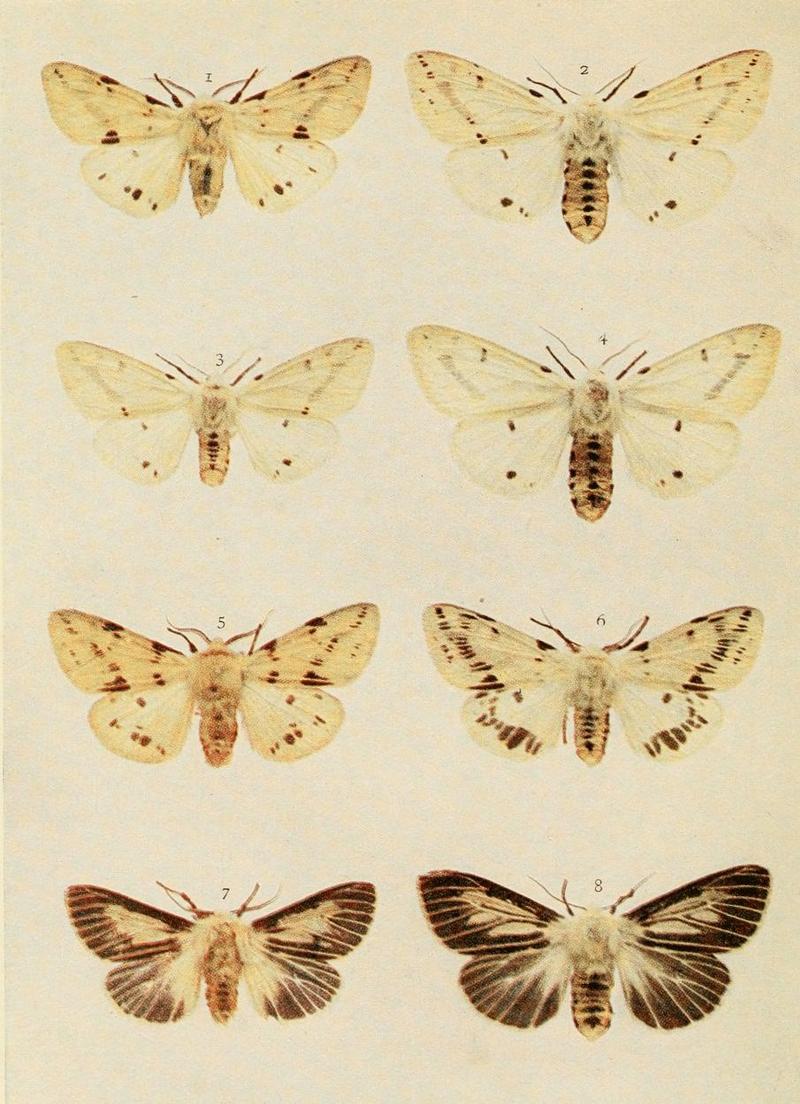 Moths of the British Isles Plate077