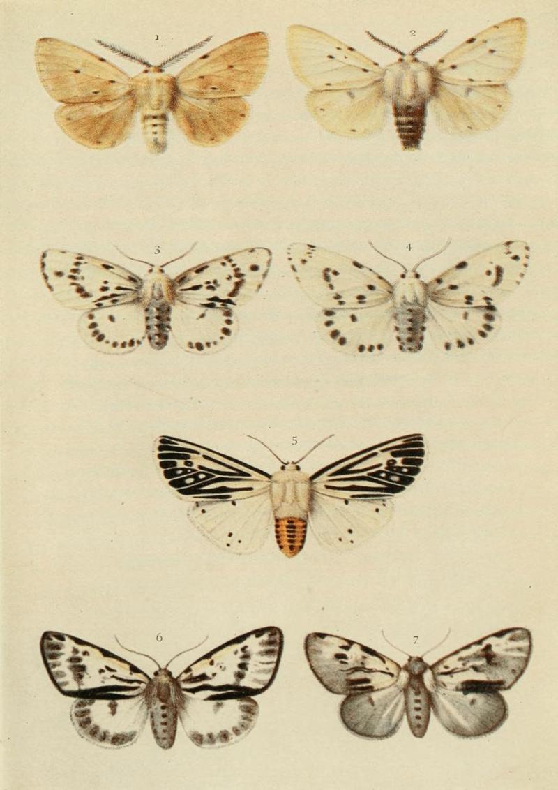 Moths of the British Isles Plate078