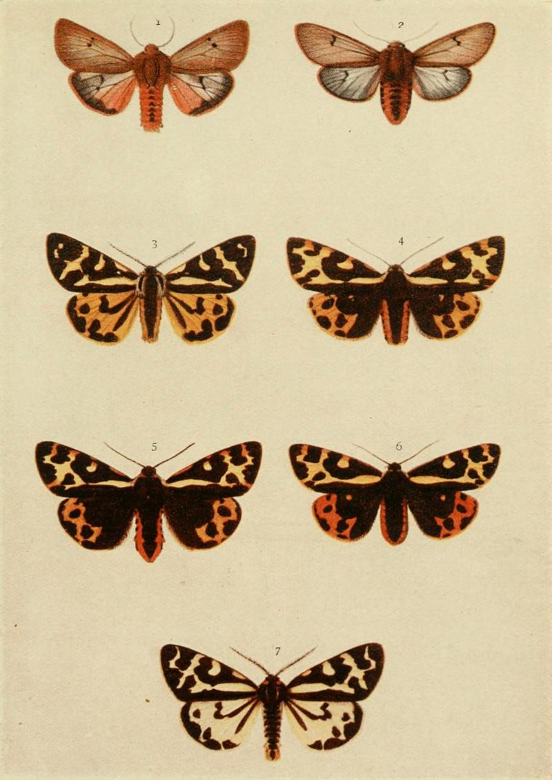 Moths of the British Isles Plate080