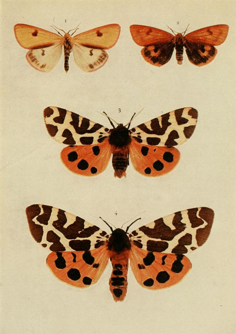 Moths of the British Isles Plate082