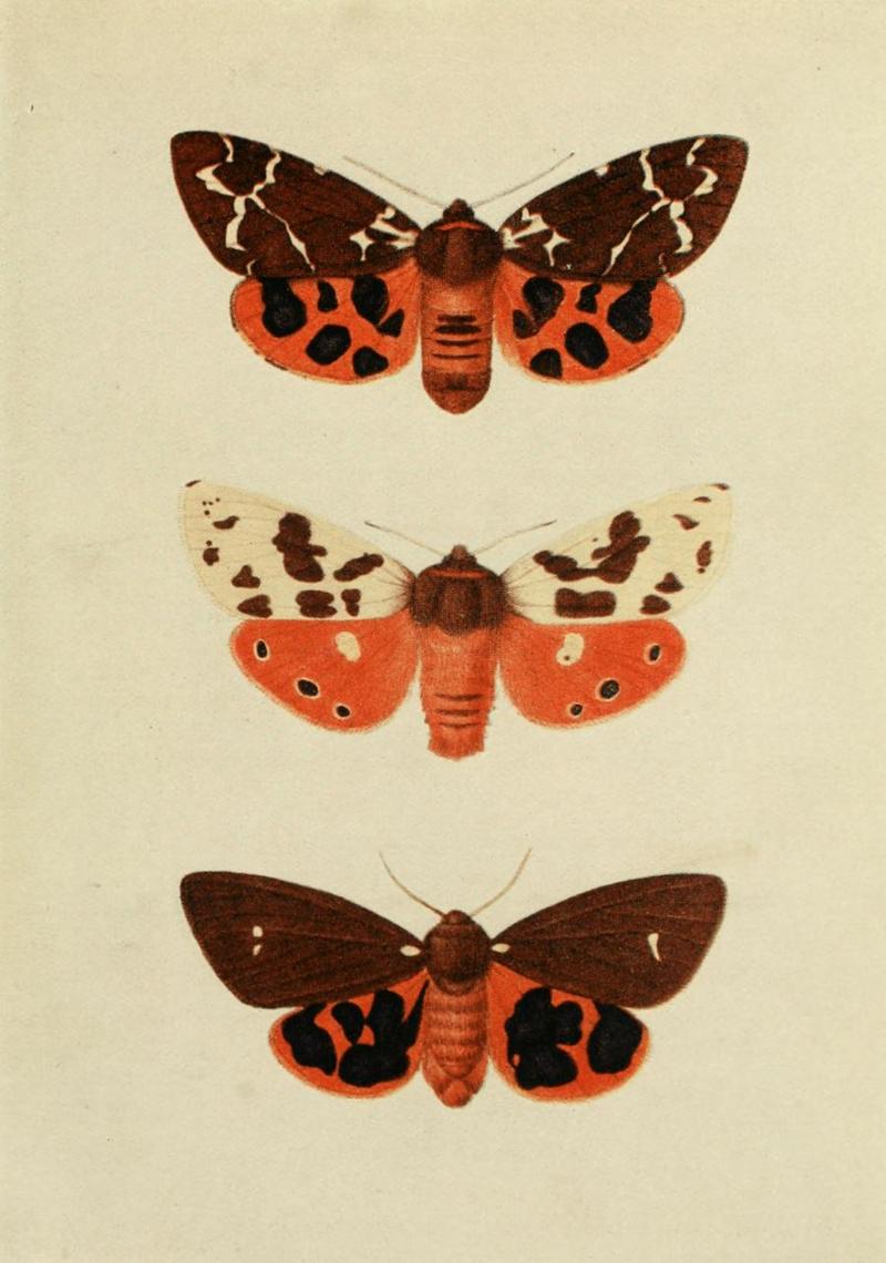 Moths of the British Isles Plate084