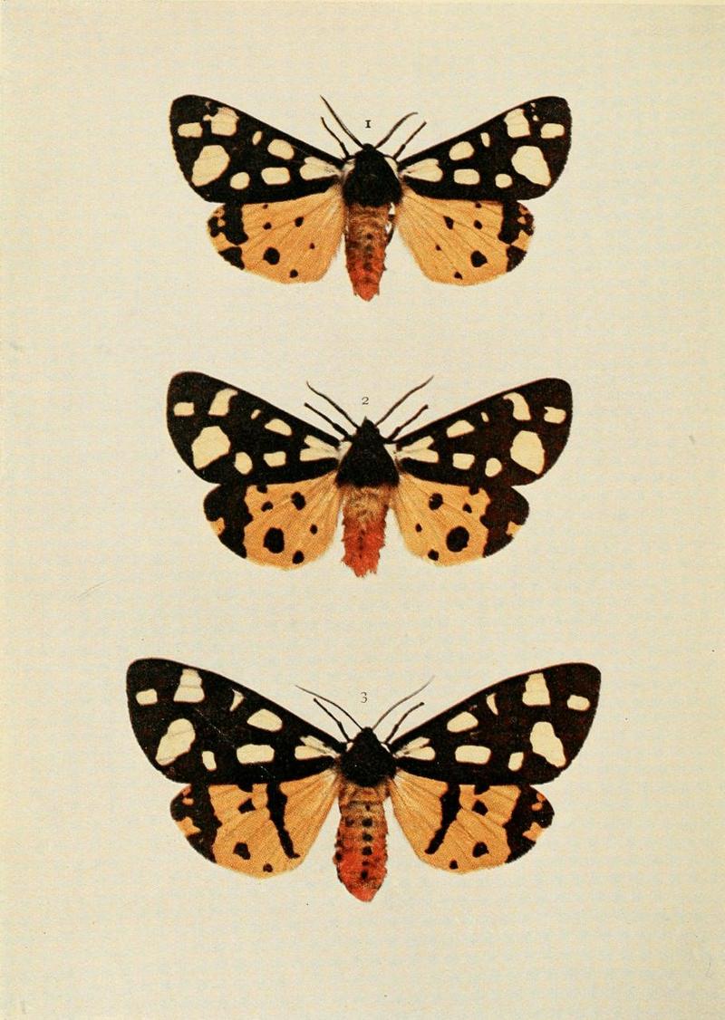 Moths of the British Isles Plate087