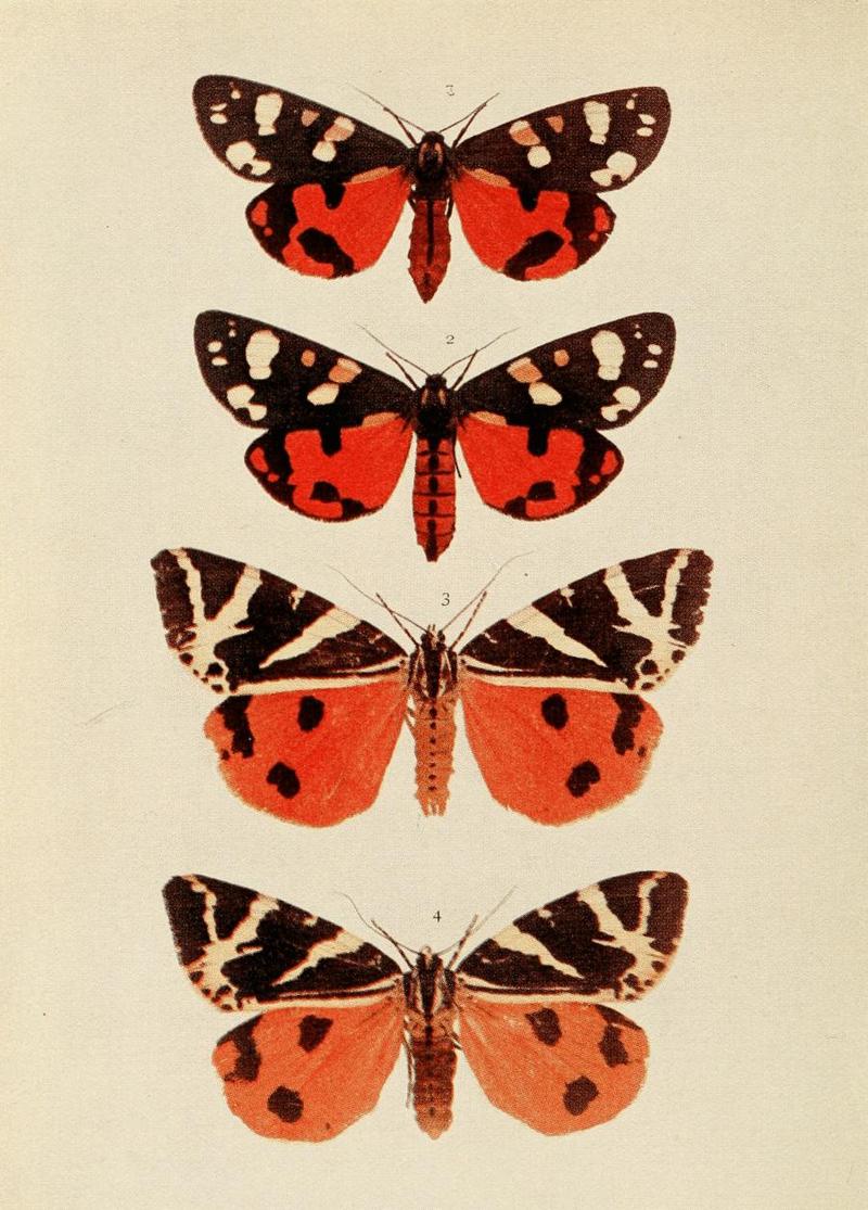 Moths of the British Isles Plate089