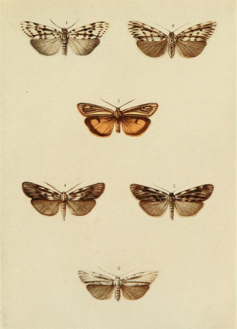 Moths of the British Isles Plate090