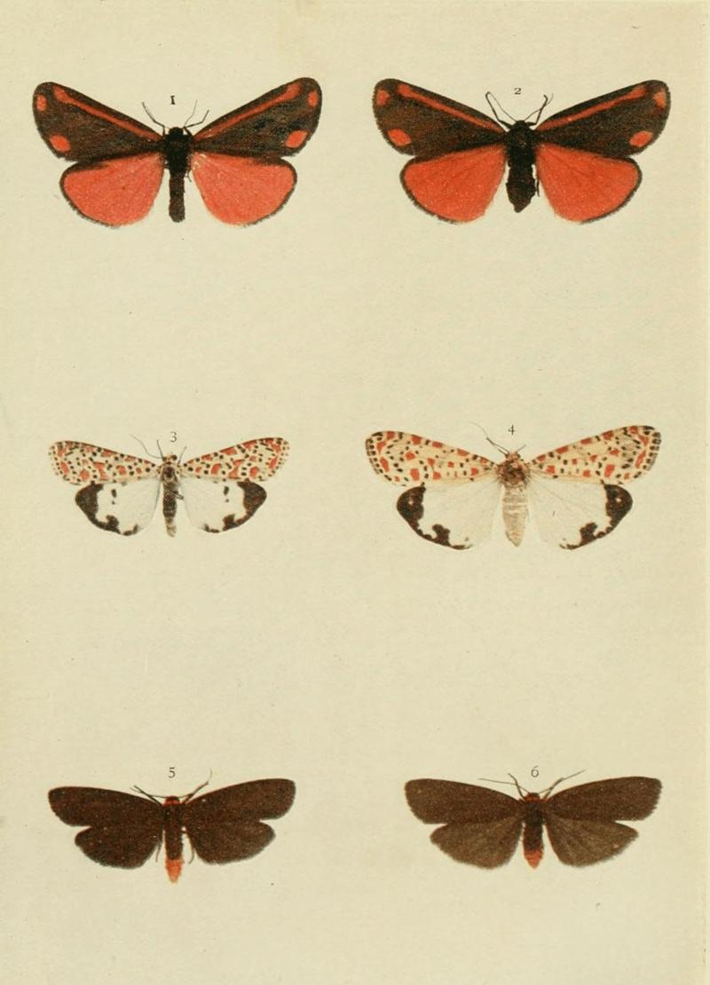 Moths of the British Isles Plate092