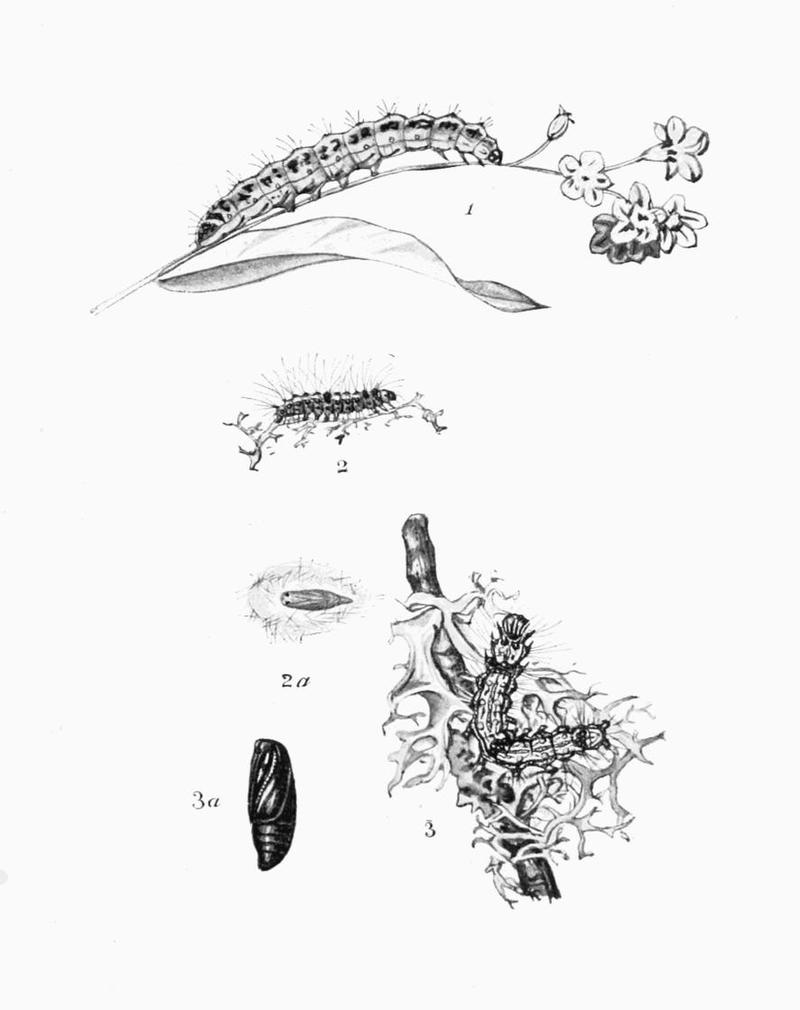 Moths of the British Isles Plate094