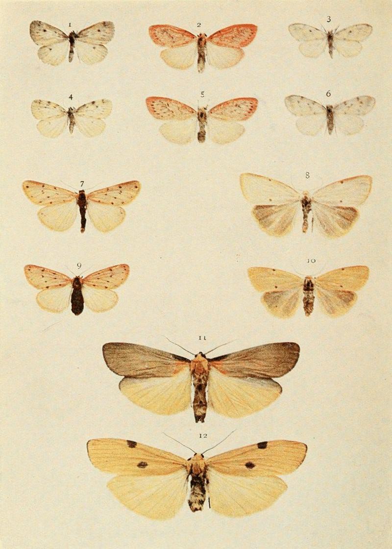 Moths of the British Isles Plate095