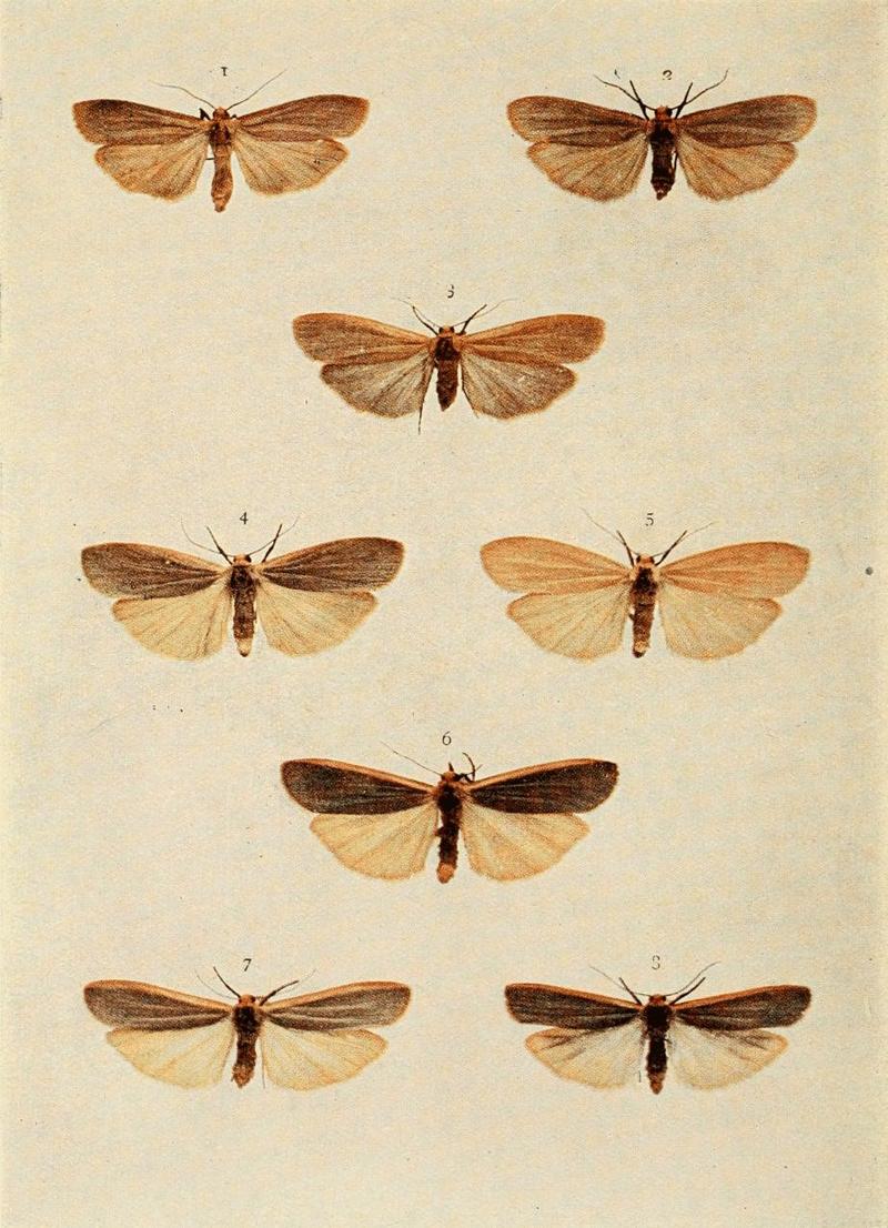 Moths of the British Isles Plate097