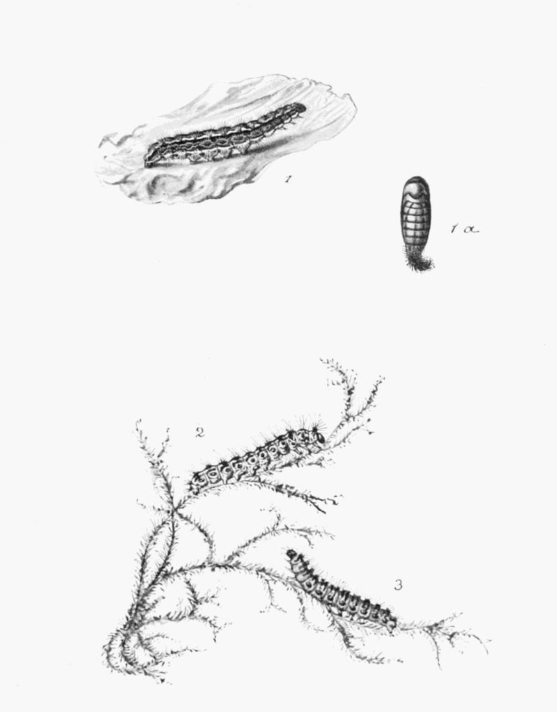 Moths of the British Isles Plate098