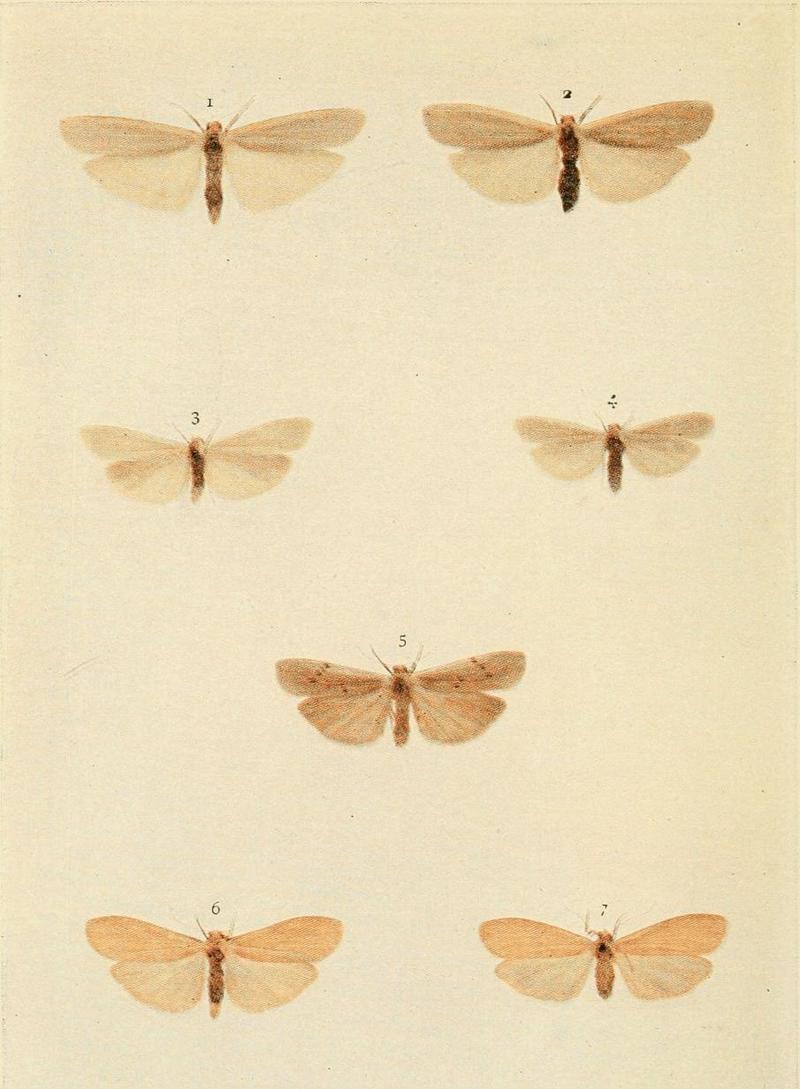 Moths of the British Isles Plate099