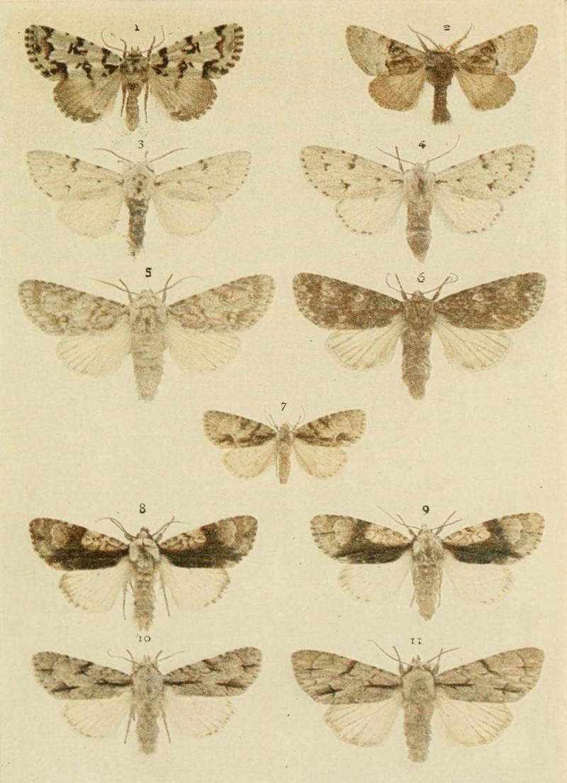 Moths of the British Isles Plate100