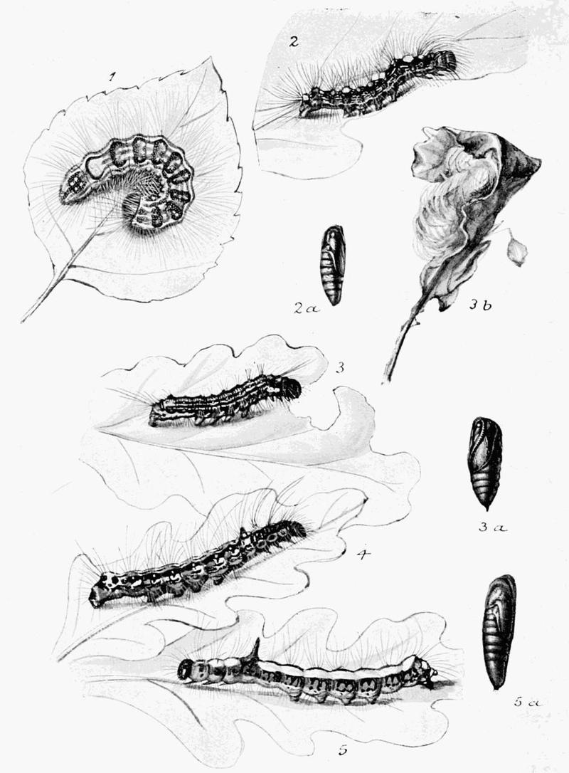Moths of the British Isles Plate101