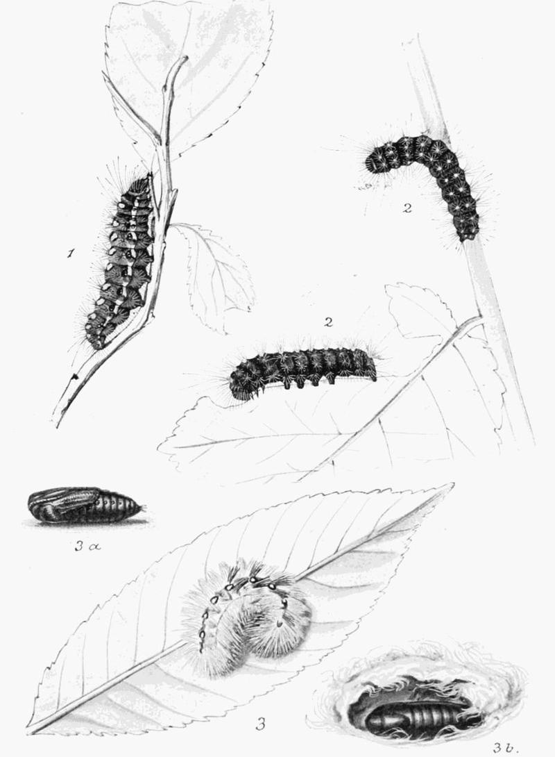 Moths of the British Isles Plate102