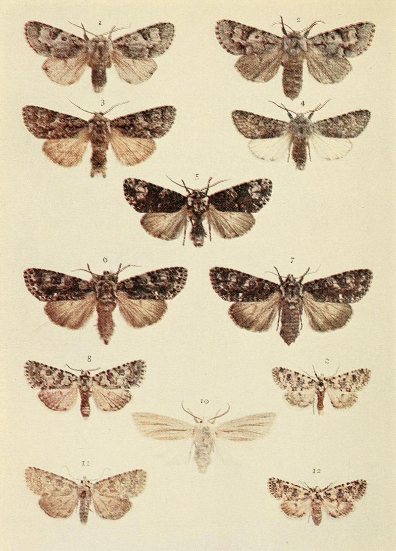 Moths of the British Isles Plate103