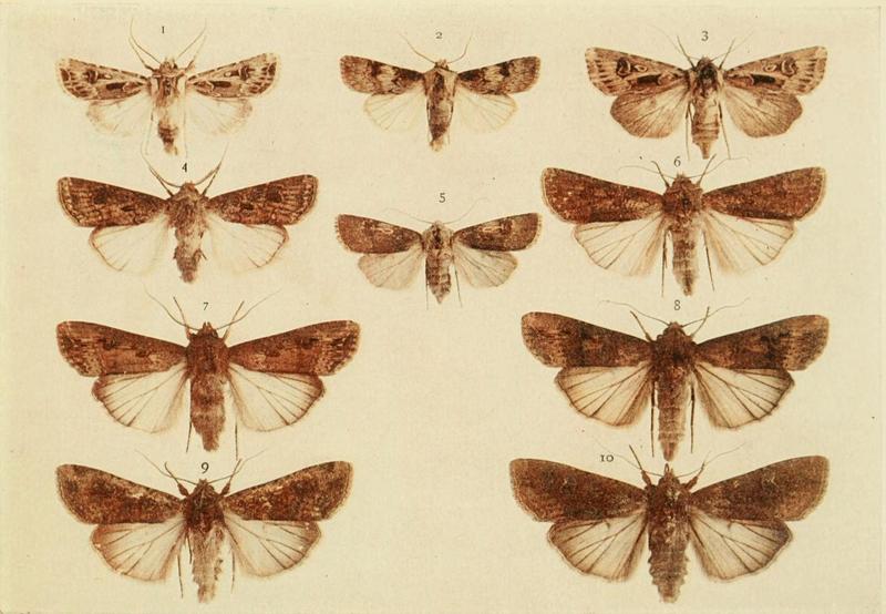 Moths of the British Isles Plate104