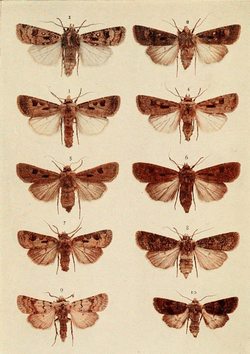 Moths of the British Isles Plate105