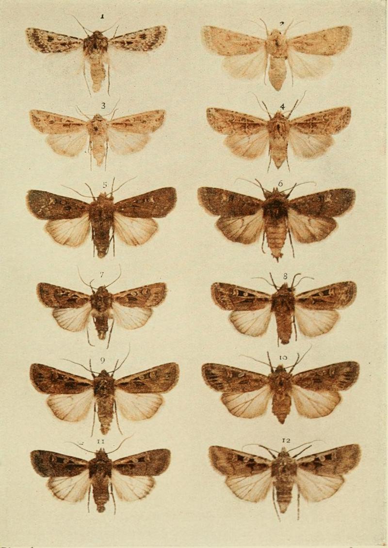 Moths of the British Isles Plate106