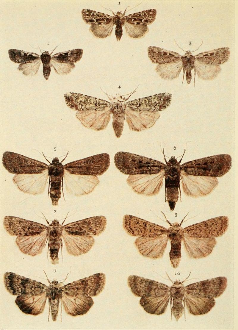 Moths of the British Isles Plate107