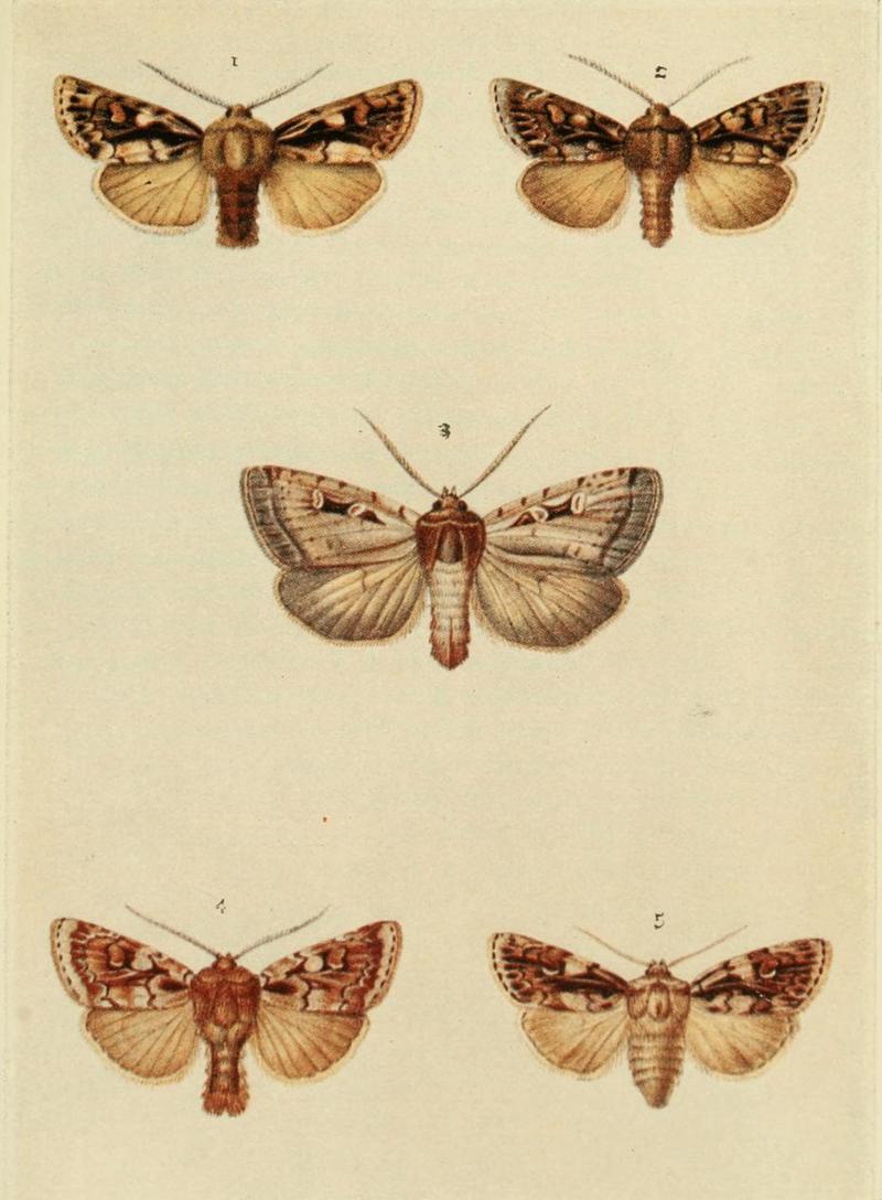Moths of the British Isles Plate108