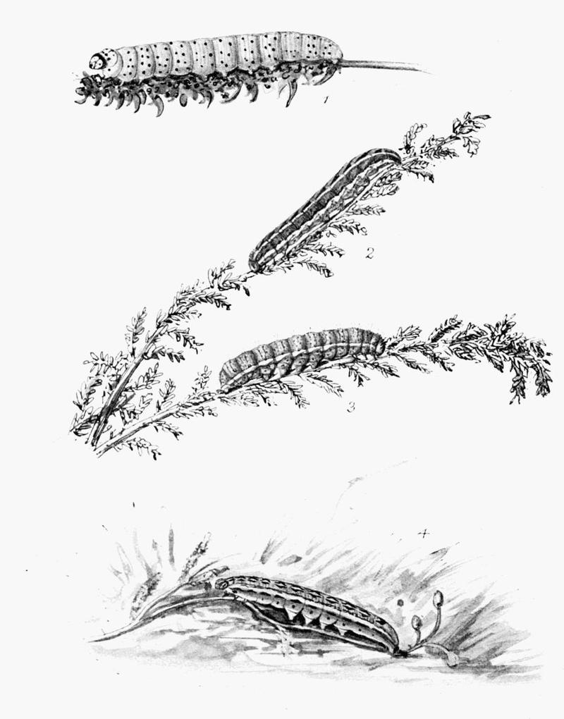 Moths of the British Isles Plate109