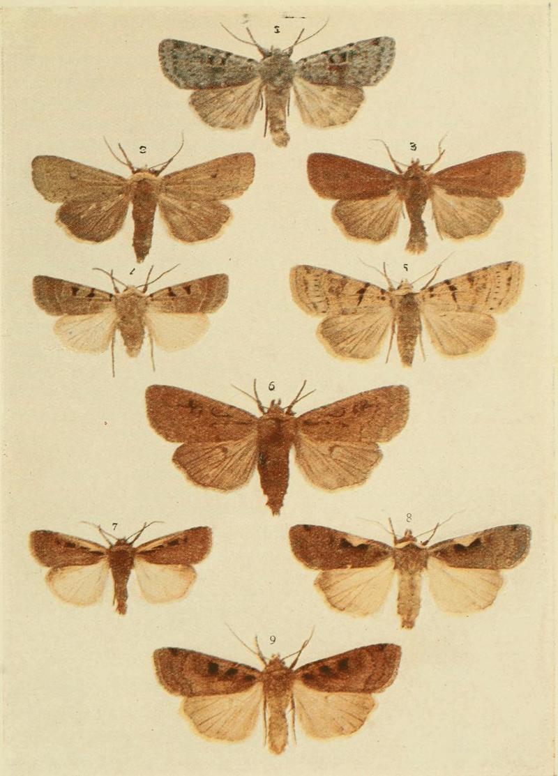 Moths of the British Isles Plate110