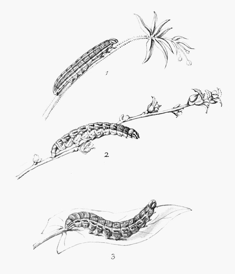 Moths of the British Isles Plate111