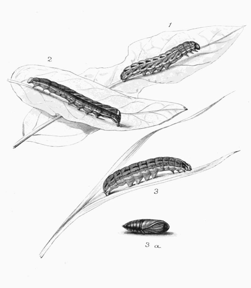 Moths of the British Isles Plate112