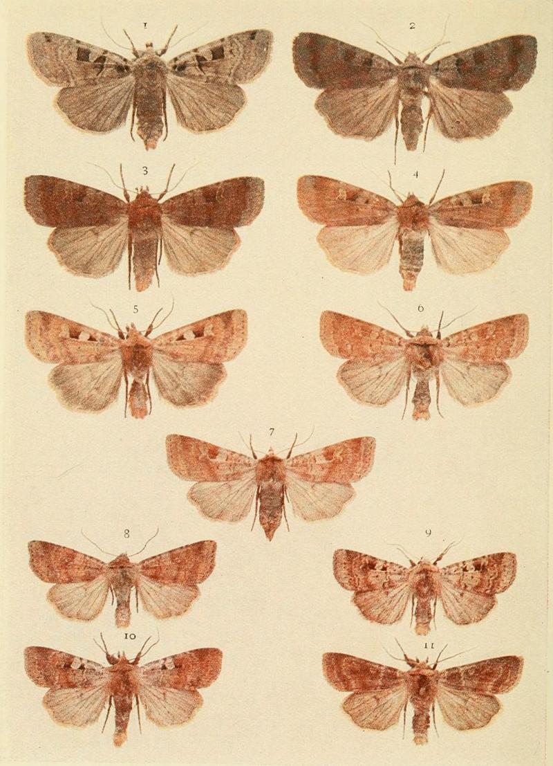 Moths of the British Isles Plate113