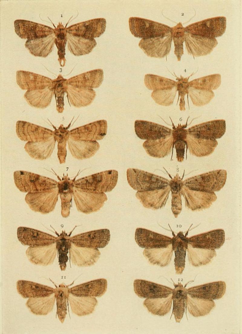Moths of the British Isles Plate114
