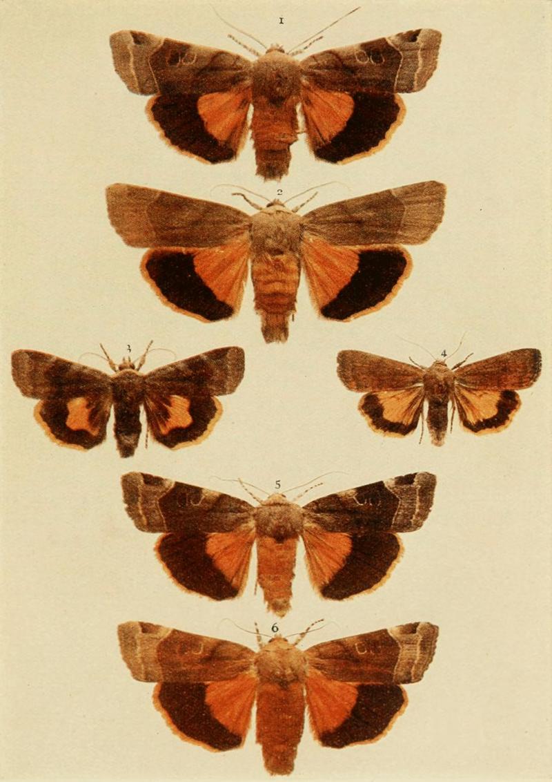 Moths of the British Isles Plate116