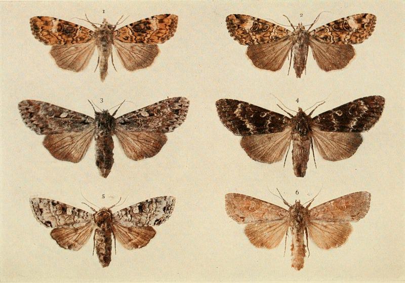 Moths of the British Isles Plate117