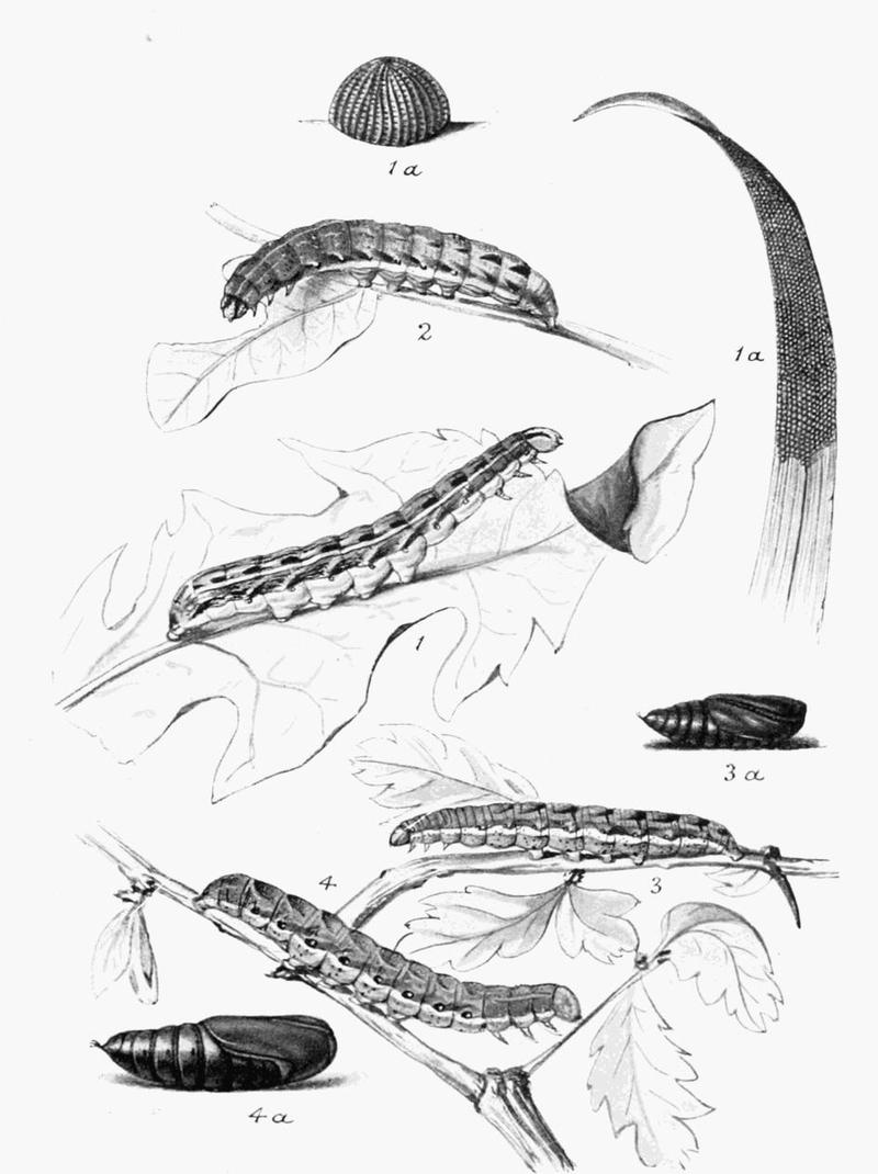 Moths of the British Isles Plate118
