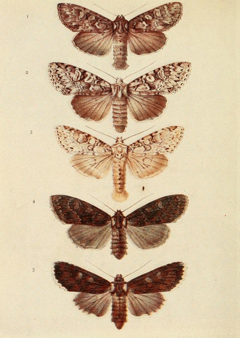 Moths of the British Isles Plate119