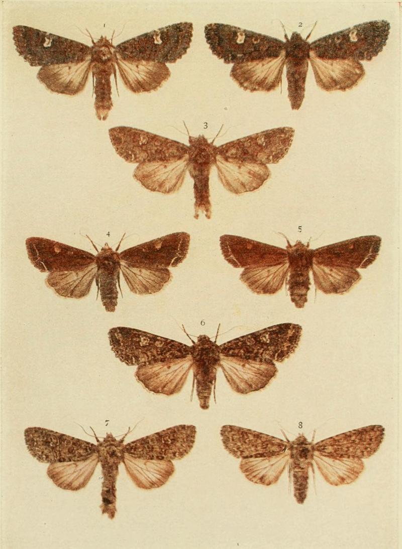 Moths of the British Isles Plate120