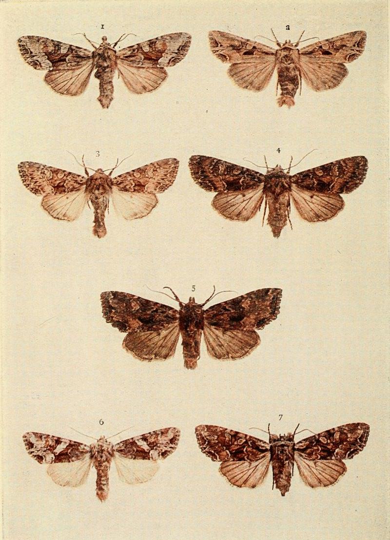 Moths of the British Isles Plate121