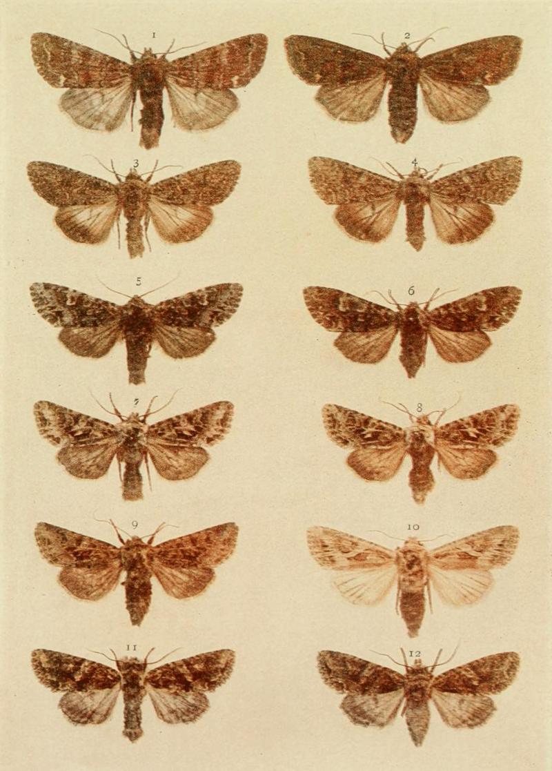 Moths of the British Isles Plate122