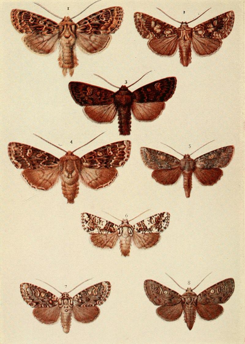 Moths of the British Isles Plate123