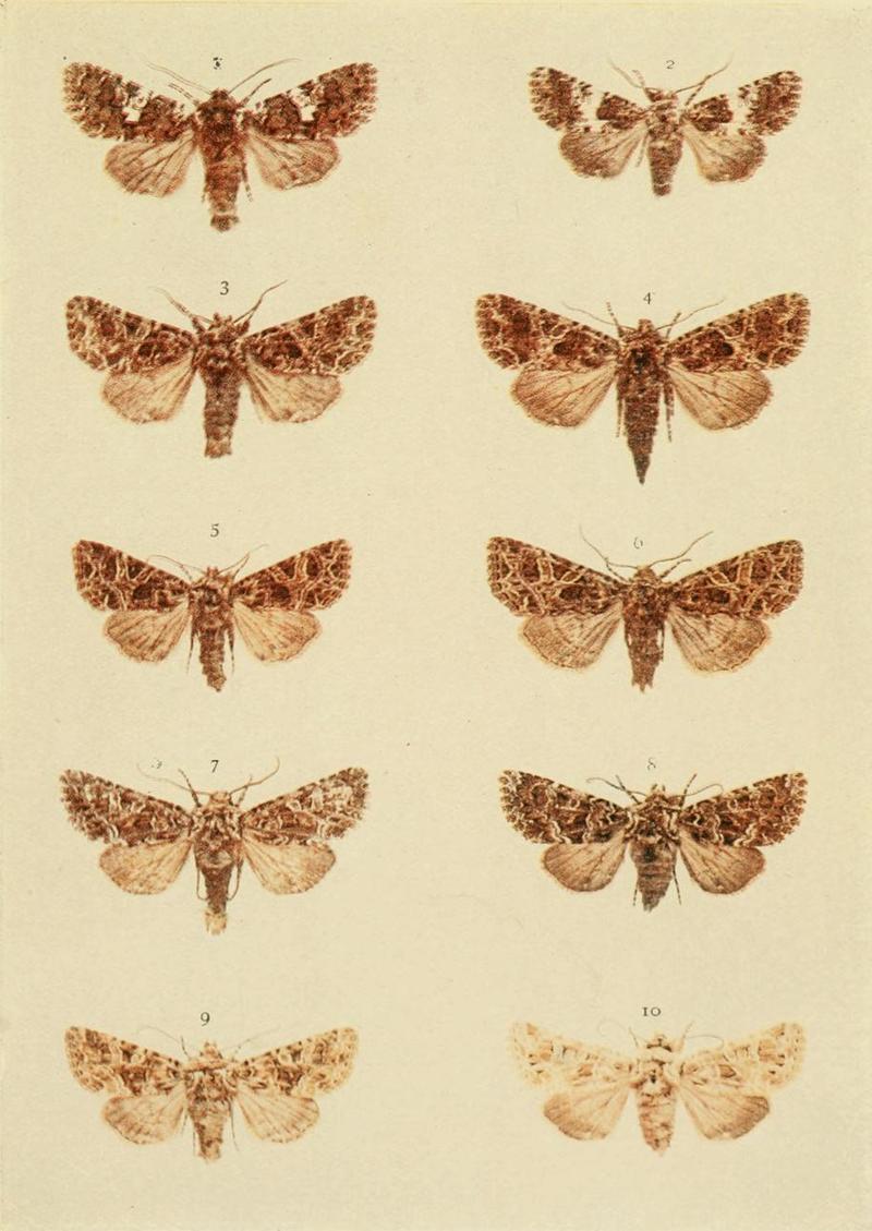 Moths of the British Isles Plate124