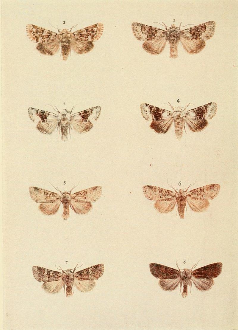 Moths of the British Isles Plate125