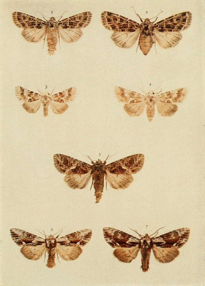 Moths of the British Isles Plate126