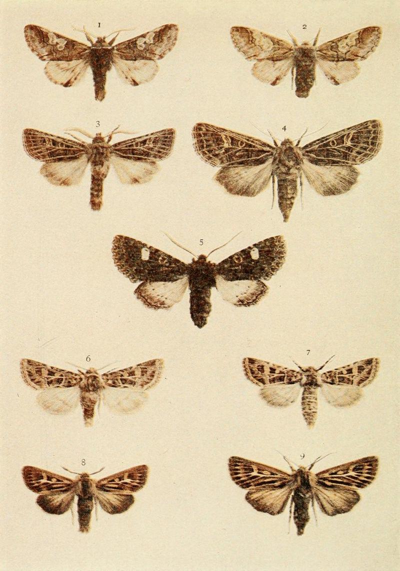 Moths of the British Isles Plate127