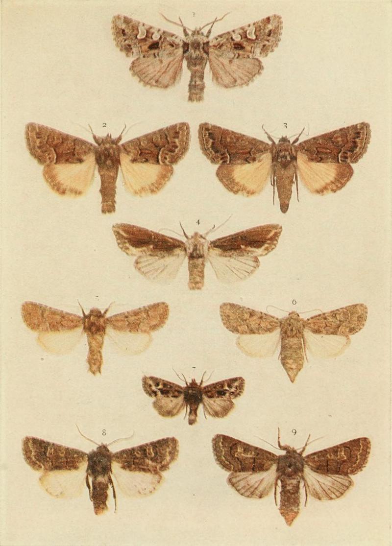 Moths of the British Isles Plate128