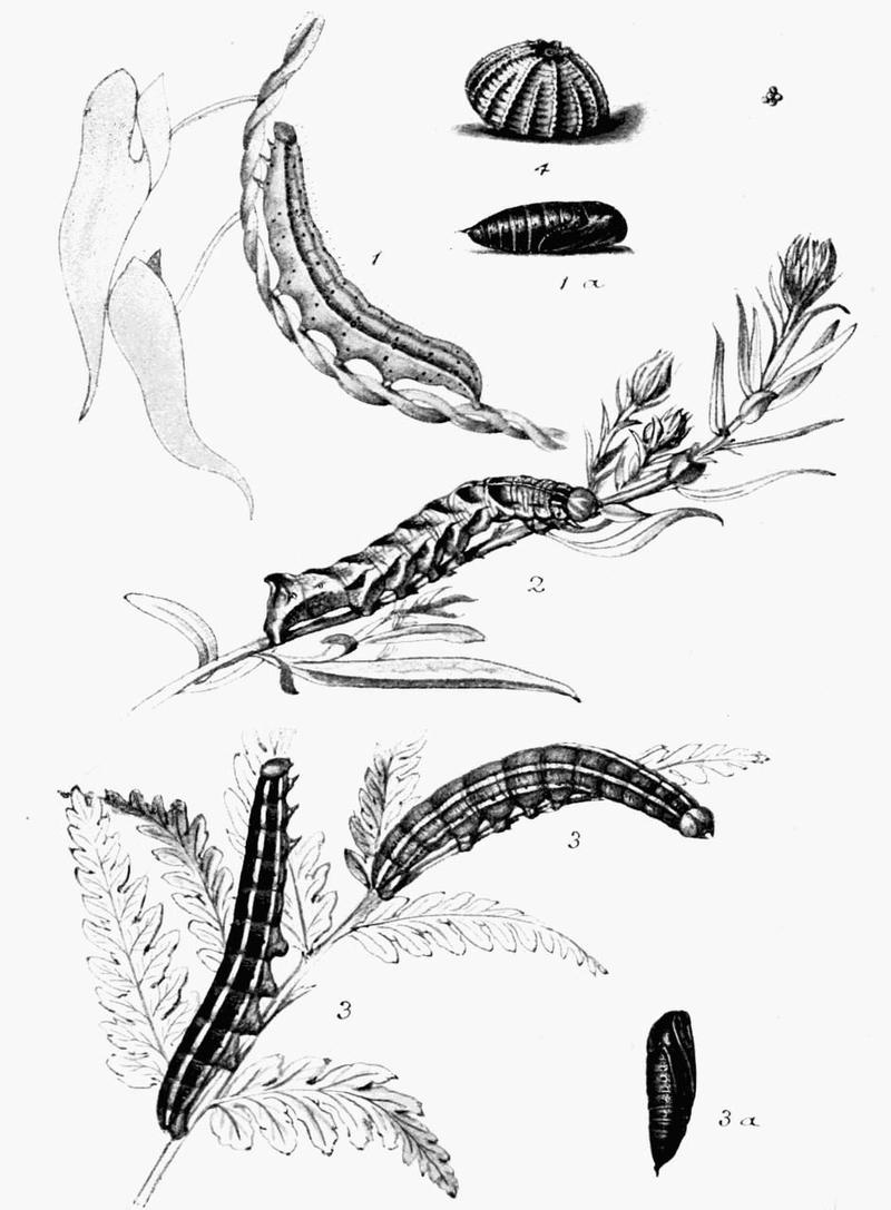 Moths of the British Isles Plate129