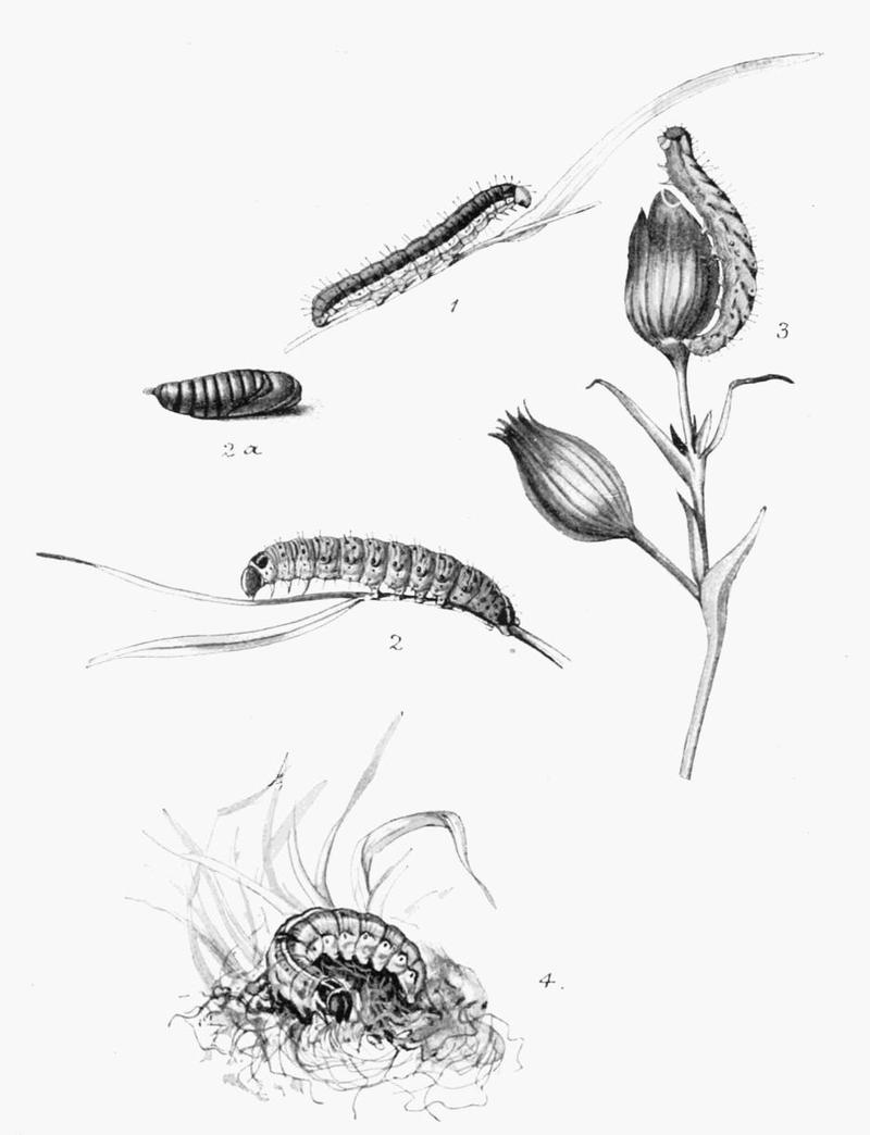 Moths of the British Isles Plate130
